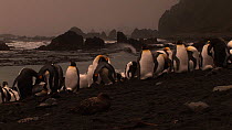 Group of King penguins (Aptenodytes patagonicus) on a beach, with a Brown skua (Stercorarius antarcticus) in the foreground, Macquarie Island, Australian Antarctica.