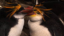 Pair of Royal penguins (Eudyptes schlegeli) at nest, preening, Macquarie Island, Australian Antarctica.