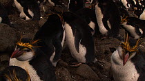 Pair of Royal penguins (Eudyptes schlegeli) at nest, Macquarie Island, Australian Antarctica.