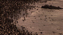 Royal penguins (Eudyptes schlegeli) coming ashore at colony on a beach, Macquarie Island, Australian Antarctica.