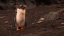 Gentoo penguin (Pygoscelis papua) chick, shivering from cold, Macquarie Island, Australian Antarctica.
