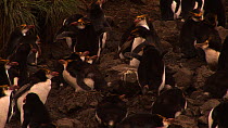 Royal penguin (Eudyptes schlegeli) walking through colony to join its mate at nest, Macquarie Island, Australian Antarctica.