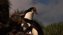 Pair of Royal penguins (Eudyptes schlegeli) displaying at nest, Macquarie Island, Australian Antarctica.