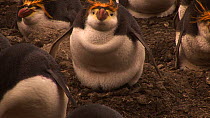 Royal penguin (Eudyptes schlegeli) incubating a chick, Macquarie Island, Australian Antarctica.