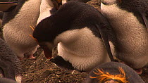 Royal penguin (Eudyptes schlegeli) feeding a chick, Macquarie Island, Australian Antarctica.