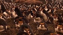 Royal penguin (Eudyptes schlegeli) nesting colony, Macquarie Island, Australian Antarctica.