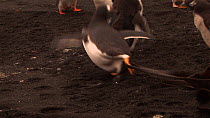 Gentoo penguin (Pygoscelis papua) tripping up after catching its foot in seaweed, Macquarie Island, Australian Antarctica.