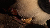 Royal penguin (Eudyptes schlegeli) incubating a hatching chick, Macquarie Island, Australian Antarctica.
