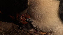 Royal penguin (Eudyptes schlegeli) feeding chick, Macquarie Island, Australian Antarctica.