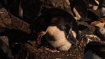 Royal penguin (Eudyptes schlegeli) incubating a chick, Macquarie Island, Australian Antarctica.
