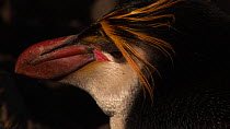 Close up portrait of a Royal penguin (Eudyptes schlegeli), Macquarie Island, Australian Antarctica.