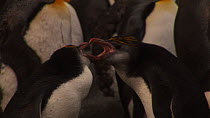 Royal penguins (Eudyptes schlegeli) fighting in colony, Macquarie Island, Australian Antarctica.