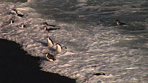 Royal penguins (Eudyptes schlegeli) coming ashore, before a wave knocks them over, Macquarie Island, Australian Antarctica.
