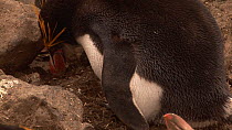 Royal penguin (Eudyptes schlegeli) brooding a chick on its feet, Macquarie Island, Australian Antarctica.