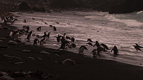 Wide angle shot of Royal penguins (Eudyptes schlegeli) on beach, Macquarie Island, Australian Antarctica.