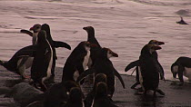 Royal penguins (Eudyptes schlegeli) on beach, knocked over by wave, Macquarie Island, Australian Antarctica.