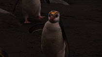 Royal penguin (Eudyptes schlegeli) walking on beach and looking around, Macquarie Island, Australian Antarctica.