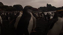 Close up of Royal penguins (Eudyptes schlegeli) on beach, Macquarie Island, Australian Antarctica.