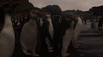 Close up of Royal penguins (Eudyptes schlegeli) on beach, with a wave coming in, Macquarie Island, Australian Antarctica.