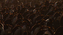 Backlit Royal penguins (Eudyptes schlegeli) preening in colony, Macquarie Island, Australian Antarctica.