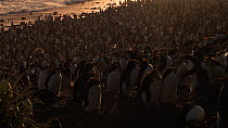 Backlit Royal penguin (Eudyptes schlegeli) colony, Macquarie Island, Australian Antarctica.