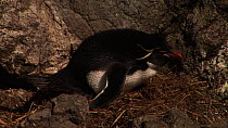 Eastern rockhopper penguin (Eudyptes chrysocome filholi) incubating eggs at nest, Macquarie Island, Australian Antarctica.