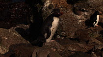 Eastern rockhopper penguin (Eudyptes chrysocome filholi) walking through nesting colony, Macquarie Island, Australian Antarctica.