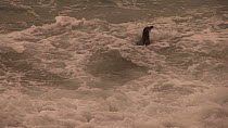 Two Royal penguins (Eudyptes schlegeli) bathing in breaking waves, Macquarie Island, Australian Antarctica.