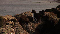 Eastern rockhopper penguin (Eudyptes chrysocome filholi) on a rock, Macquarie Island, Australian Antarctica.
