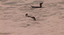 Royal penguins (Eudyptes schlegeli) coming ashore, Macquarie Island, Australian Antarctica.