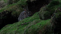 European rabbit (Oryctolagus cuniculus) grazing, Macquarie Island, Australian Antarctica.