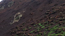 Panning shot revealing erosion caused by European rabbits (Oryctolagus cuniculus), Macquarie Island, Australian Antarctica.