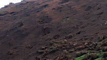 Tilt shot revealing erosion caused by European rabbits (Oryctolagus cuniculus), Macquarie Island, Australian Antarctica.