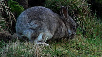 European rabbit (Oryctolagus cuniculus) grazing, Macquarie Island, Australian Antarctica.