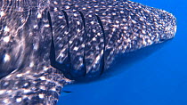 Close-up of a Whale shark (Rhincodon typus) swimming near the surface, with Remora (Echeneis), Ningaloo Reef, Western Australia, 2014.