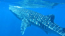 Whale shark (Rhincodon typus) swimming near the surface, interacting with tourists, Ningaloo Reef, Western Australia, 2014.