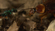 Jewel wasp (Ampulex compressa) and American cockroach (Periplaneta americana) face to face grooming. Very close up