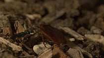 Jewel wasp (Ampulex compressa) approaching American cockroach (Periplaneta americana)