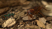 Jewel wasp (Ampulex compressa) approaching American cockroach (Periplaneta americana) which is grooming itself.