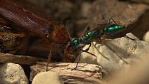 Jewel wasp (Ampulex compressa) leading a stung American cockroach (Periplaneta americana) by its antennae