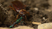 Jewel wasp (Ampulex compressa) trying to bite an American cockroach's (Periplaneta americana) antennae off.