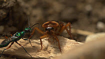 Jewel wasp (Ampulex compressa) biting an American cockroaches (Periplaneta americana) antennae off