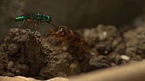 Jewel wasp (Ampulex compressa) biting a American cockroaches (Periplaneta americana) antennae off