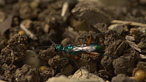 Jewel wasp (Ampulex compressa) collecting debris to seal its Cockroach prey and eggs in nest hole.