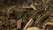 Jewel wasp (Ampulex compressa) entering nest hole in the ground.