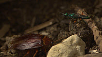 Jewel wasp (Ampulex compressa) grooming, with American cockroach (Periplaneta americana)