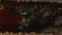 Jewel wasp (Ampulex compressa) laying an egg on an American cockroach (Periplaneta americana).