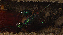 Jewel wasp (Ampulex compressa) laying an egg on an American cockroach (Periplaneta americana) in nest hole.