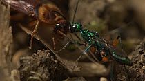 Jewel wasp (Ampulex compressa) leading a stung American cockroach (Periplaneta americana) to its nest hole by its antennae