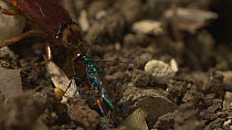 Jewel wasp (Ampulex compressa) leading a stung American cockroach (Periplaneta americana) by its antennae